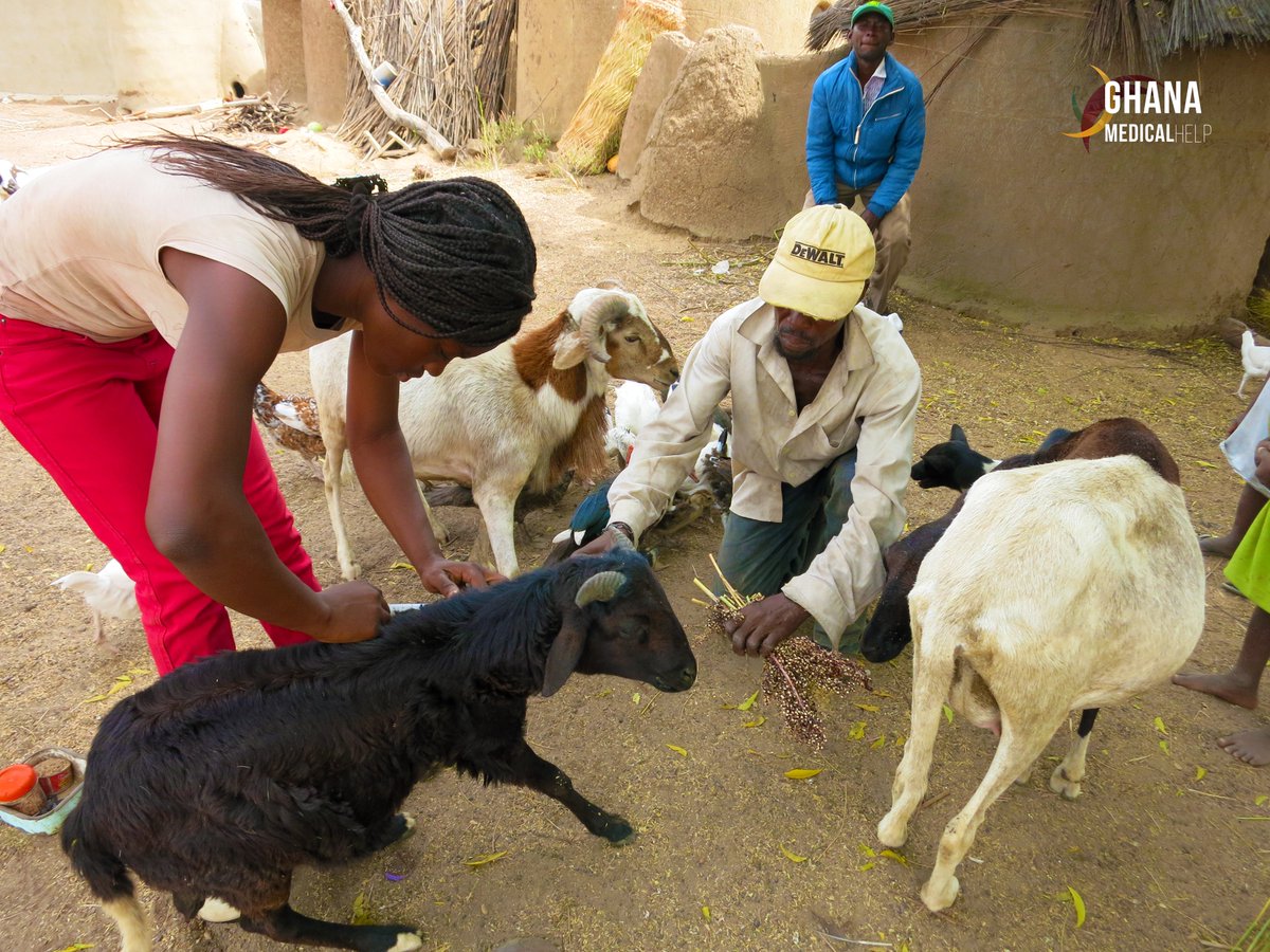 GhanaMedHelp's tweet photo. #GMHSnippets 📸

This busy scene depicts a local veterinarian providing the very important annual vaccinations to GMH-donated sheep in the Kadema community, found in the Upper East Region (Ghana). https://t.co/HndN3aVBCt