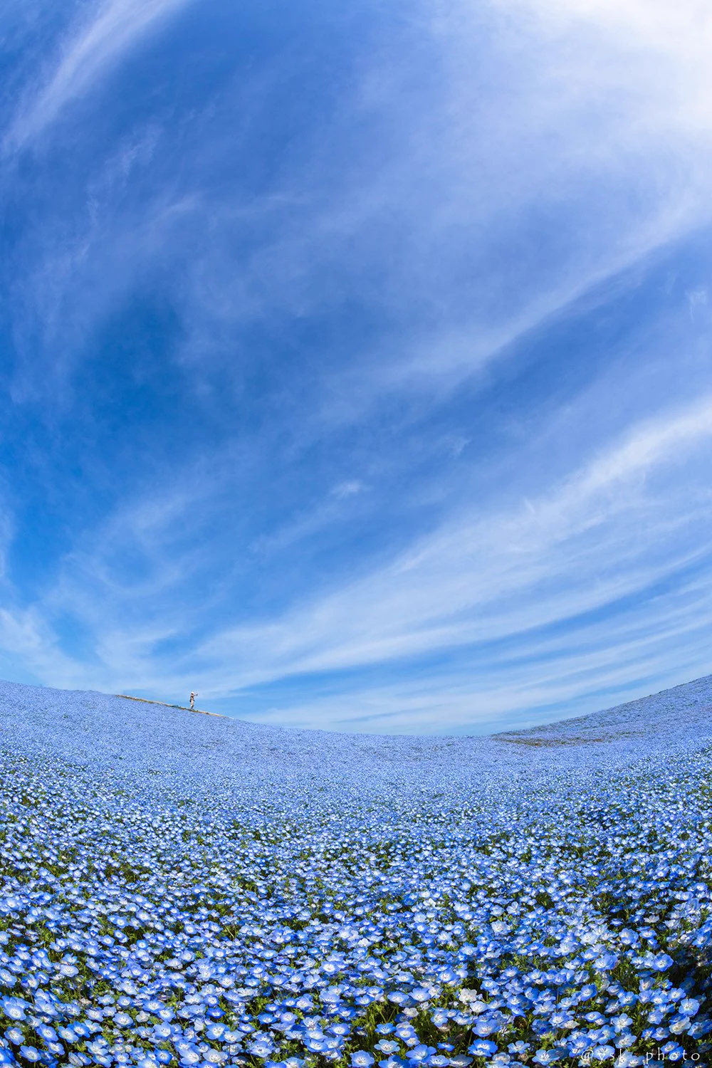 茨城の国営ひたち海浜公園！可憐なネモフィラが見ごろを迎える♪