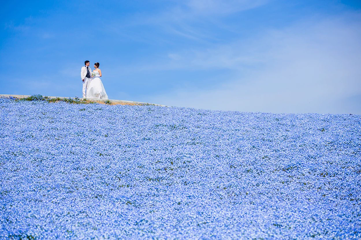 茨城の国営ひたち海浜公園！可憐なネモフィラが見ごろを迎える♪