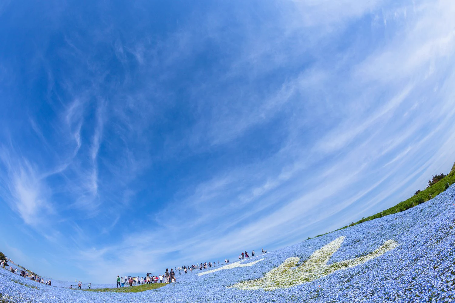 茨城の国営ひたち海浜公園！可憐なネモフィラが見ごろを迎える♪