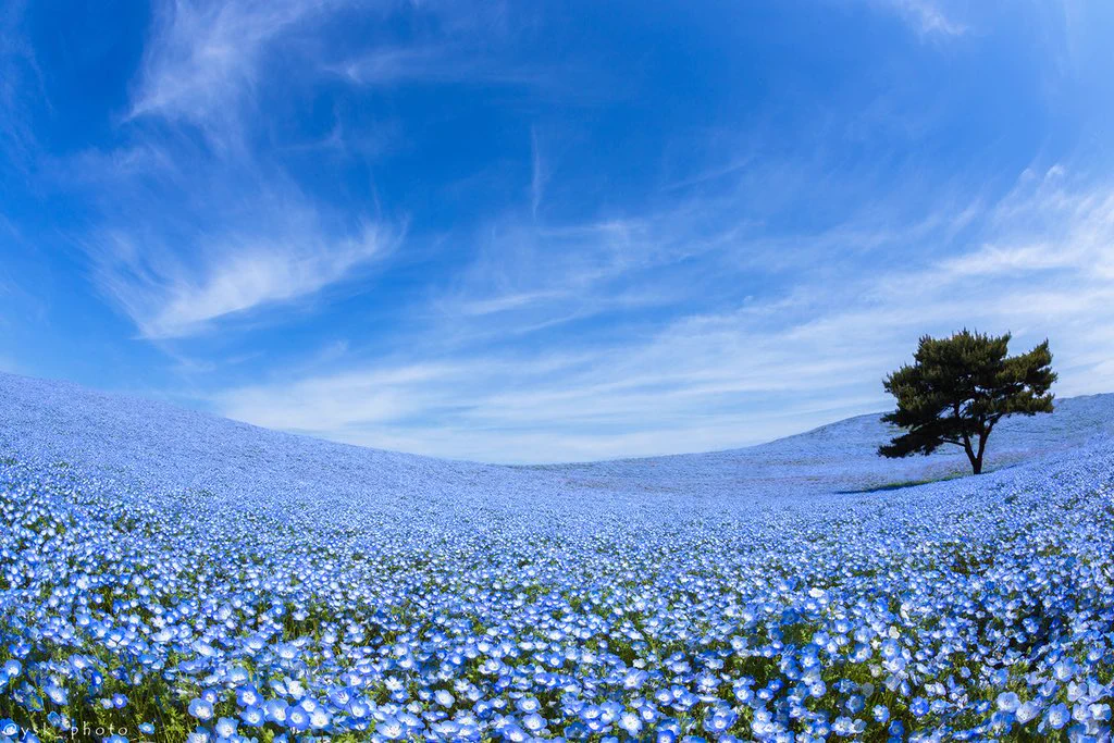 茨城の国営ひたち海浜公園！可憐なネモフィラが見ごろを迎える♪
