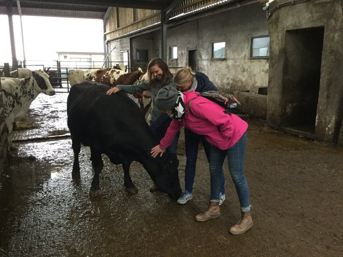 Hafod Cheese tweet media