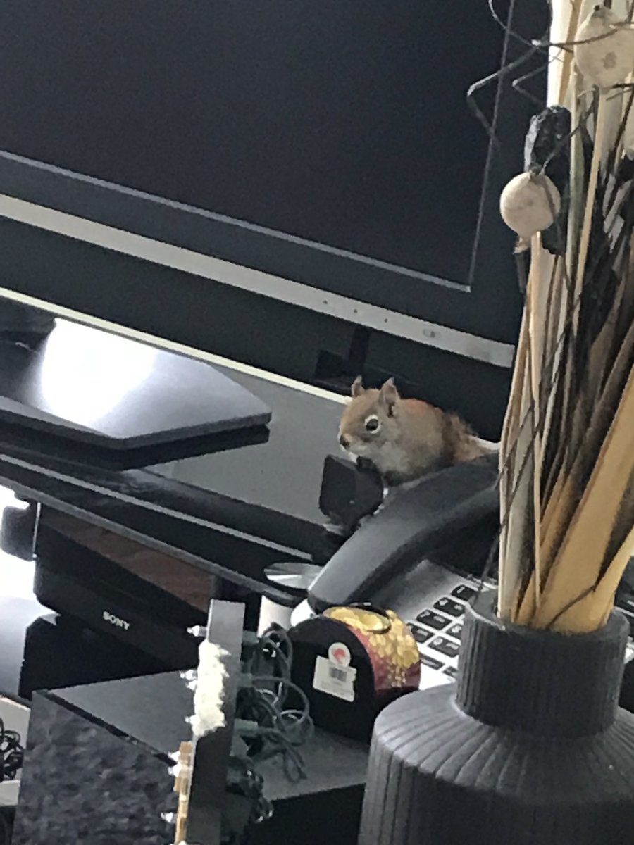 simmomarsh's tweet photo. @MaulerMauler You are right they are taking over, check this guy out who was in my living room a few weeks ago! I am from Britain originally, and red squirrels are rare to see there and we donโt have any black ones! #squirrelinvasion #squirrelsindisguise https://t.co/Rrp5GscTY9