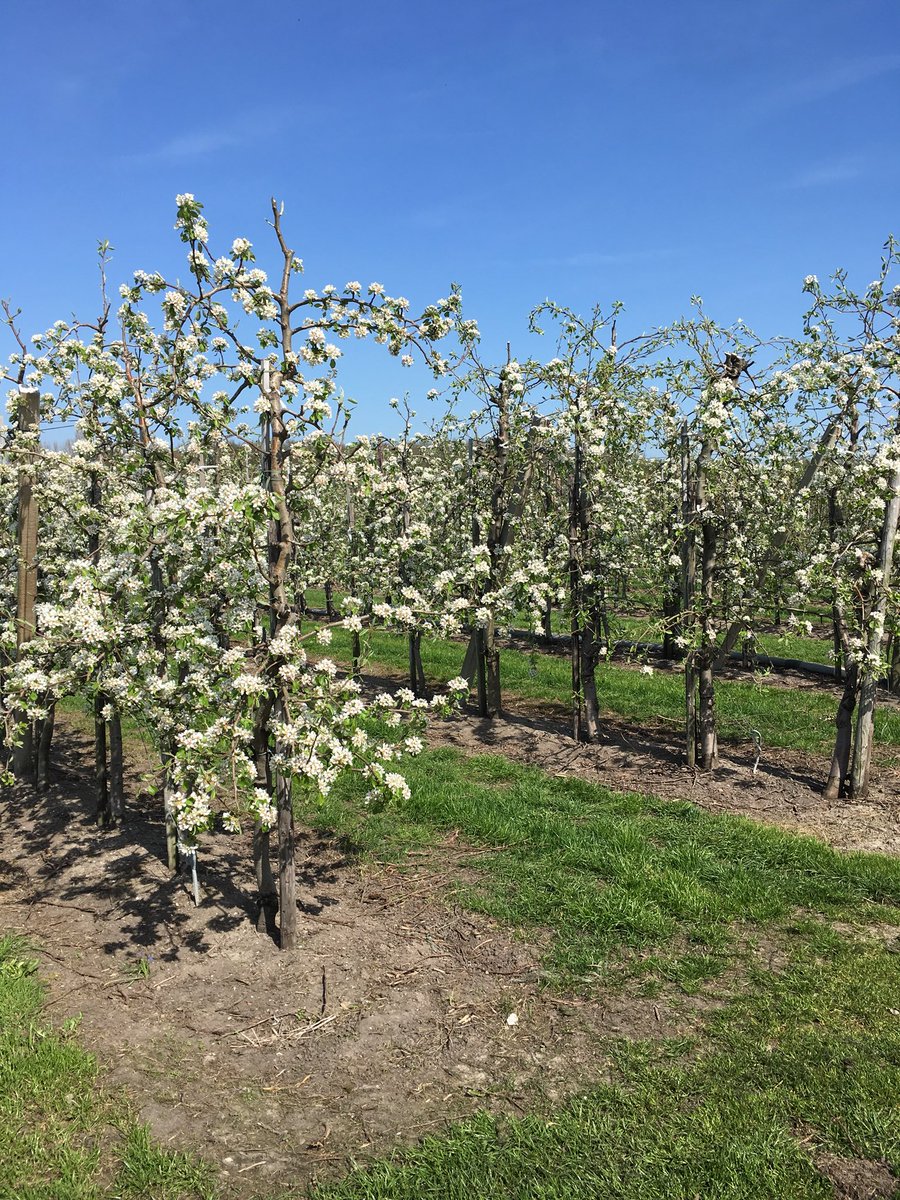 Lunch en vergadering in de fruitboomgaard! #flevolandsezakenvrouwen #zomerinjebol
