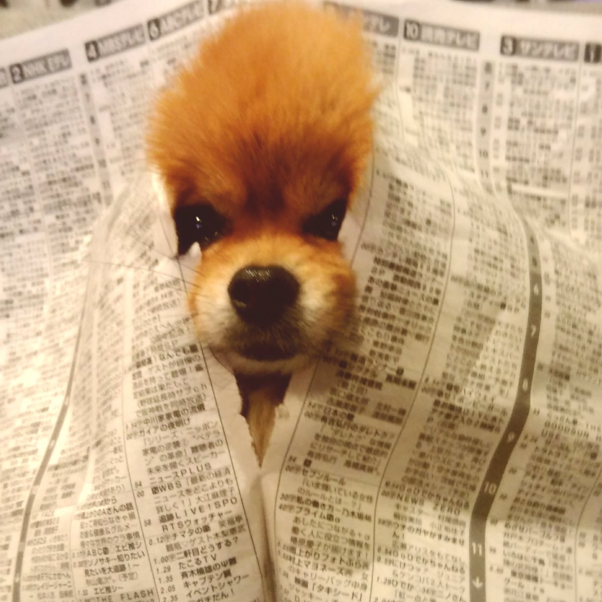 萌犬 Twitter Search