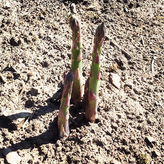 As the sun shines the first of our locally sourced asparagus shoots are coming through, not long to wait now... #asparagus #localbusiness #ukgrown #britishgrown #notts #freshfromthefarm #freshproduce ift.tt/2H9f9NN