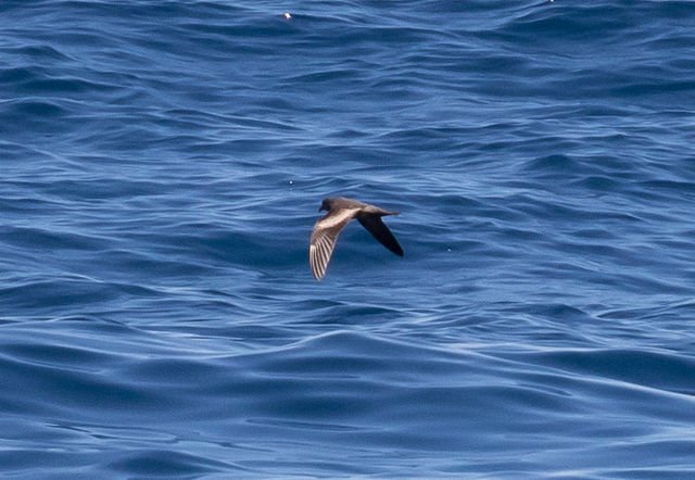 everybird (retired) tweet media