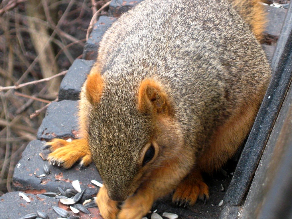 viewfrommyoffic's tweet image. Daily Squirrel @cakikeith @dwshellby @rona65 @TheGreatTurbana @lindachilders1 @47young1 @SadlyCatless