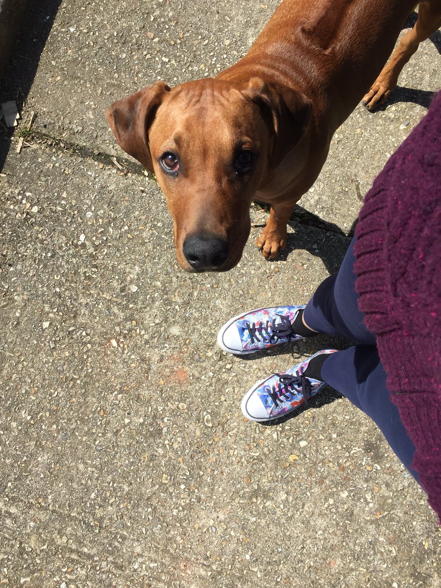 JulieCridland's tweet photo. #FlexibleWalking with the pup in the sunshine followed by an exciting meeting with the @corp_rebels. Days don’t get much better than this 😁☀️🐕👣#LoveWhereYouWork @AsterGroupUK https://t.co/1dmGFdjaSO