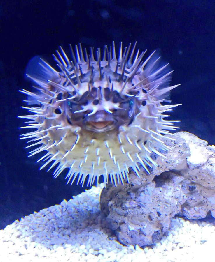 東京都内の水族館 安い順に 最安値を調査 リラウタ