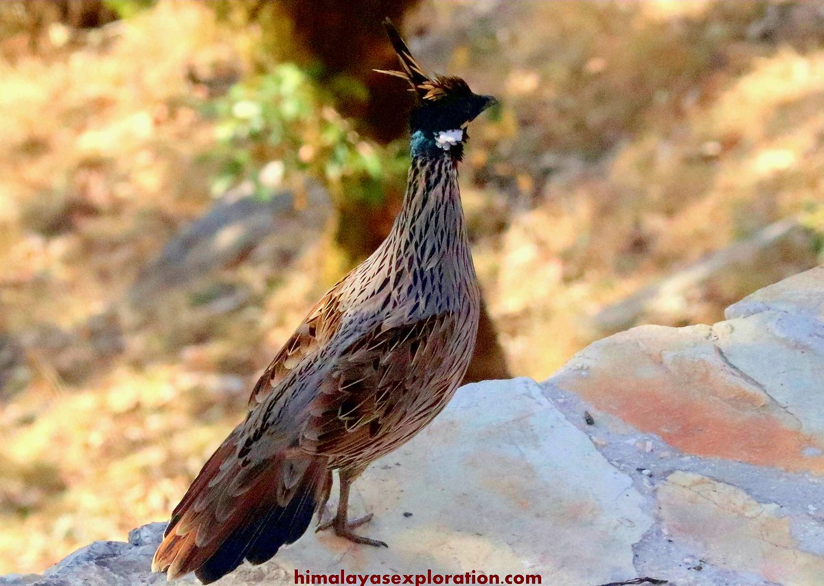 ExpedAdventure's tweet photo. #Koklass Pheasant, this is also an rare bird found in garhwal Himalayas of #Uttarakhand state #bird watching! https://t.co/GkbvyzjNu2