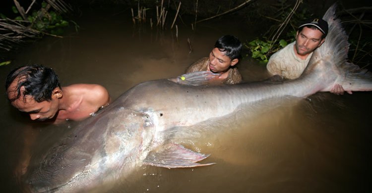 BonnConvention's tweet image. .@ZebHogan, CMS Appointed Scientific Councillor for Fish: #Migratoryfish support the needs of millions of people. That’s why on April 21, 2018 we’re holding #WorldFishMigrationDay – a global event to celebrate the importance of migratory fish. bit.ly/2HJwM45