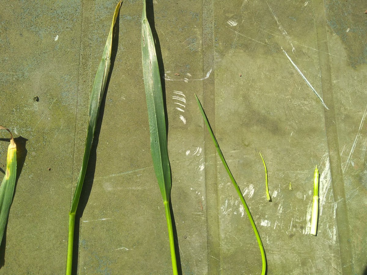 uonCereals's tweet photo. Leaf 3 just peeking out here at Sutton Bonington - Expecting strong growth this week! Going to take advantage of fast leaf emergence with preventative applications on each new leaf. Leaves already out look remarkably clean. @Hutchinsons_Ag https://t.co/MNWfZJtVIx
