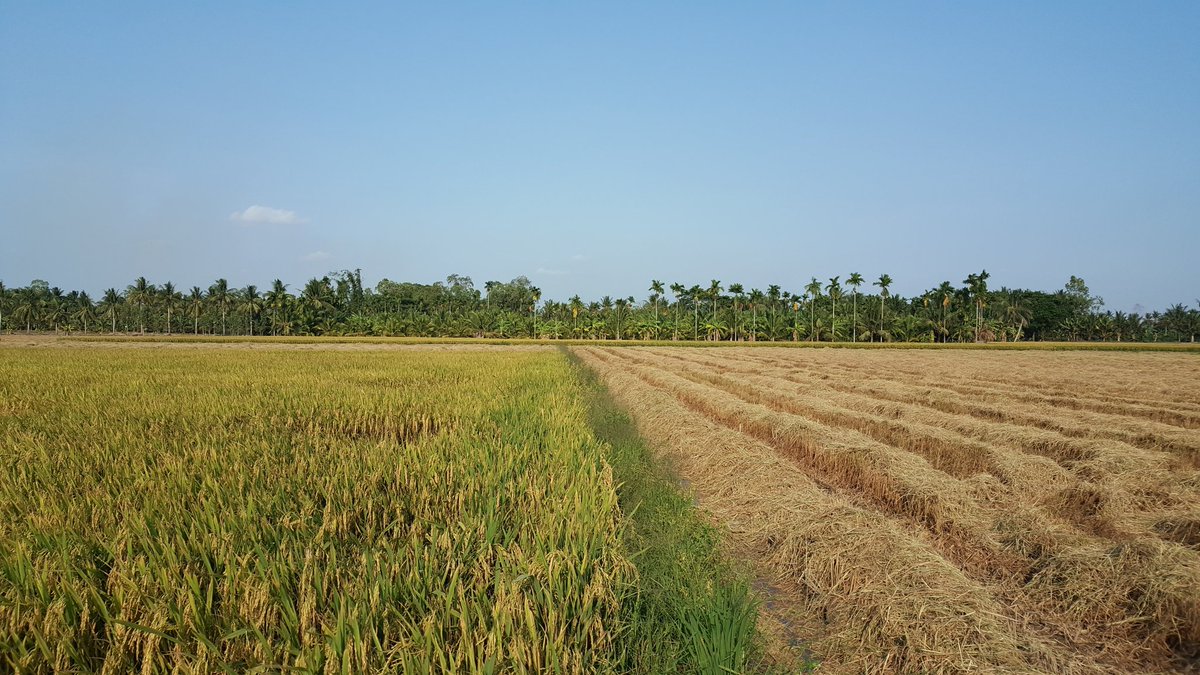 kngtrung's tweet photo. Farmers are harvesting the third rice season. Higher productivity and better price are the main reasons to cultivate this rice season, although they could face the risk of natural hazard. #farmers ; #harvesting; #riceseason; #fieldwork https://t.co/zmgNs3ENGV
