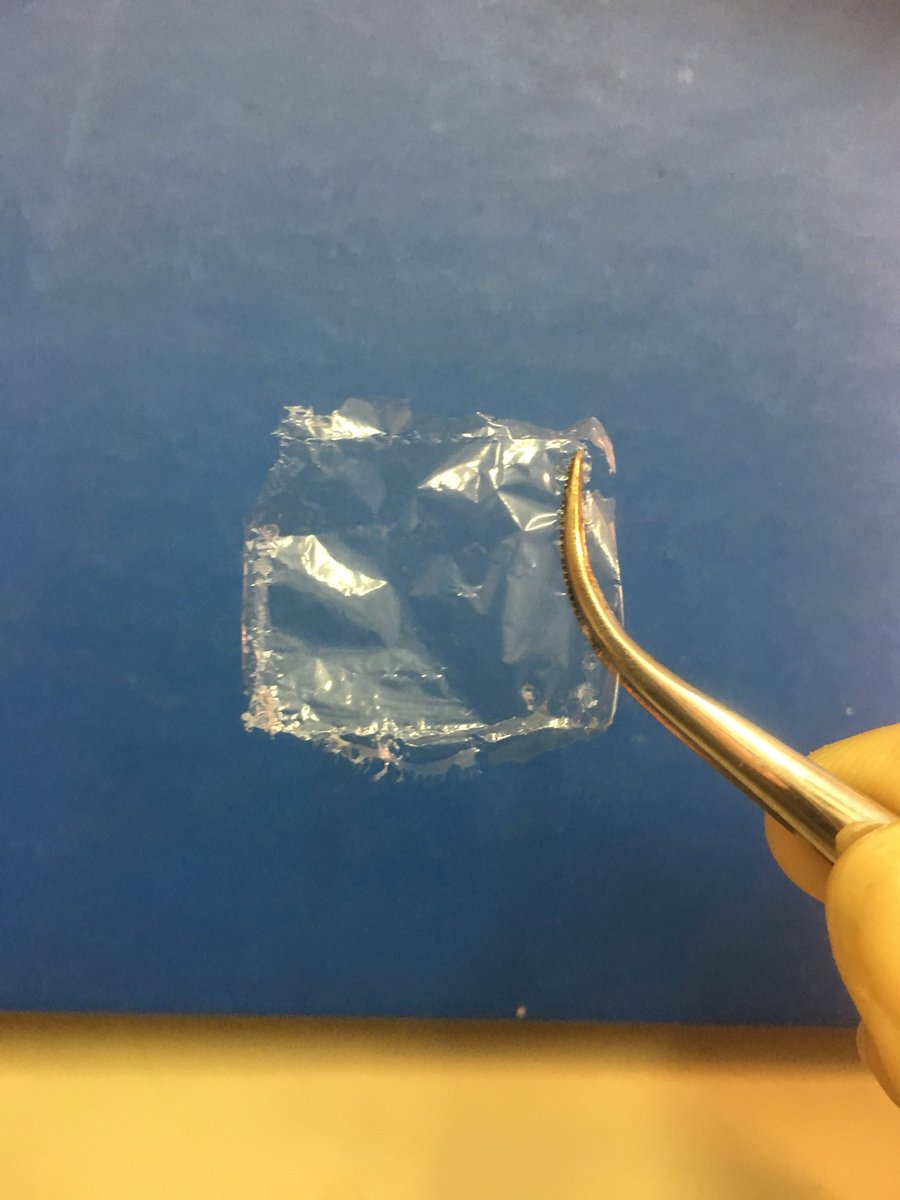 Chondrosia's tweet photo. It looks plastic ... but it is a very resistant marine-derived collagen membrane from marine sponge chondrosia  reniformis #marine #biomaterials #porifera https://t.co/93AIPF2ZBX