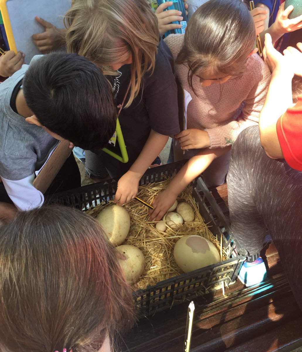 G1 launches an #ngss #inquiry into how parents protect offspring. Looking for patterns in behavior of animals at a farm #BFISBarcelona
