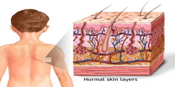 Vincent_Bio's tweet photo. Skin fact: skin is the largest organ #RHSBMS https://t.co/3NcECGbBe6