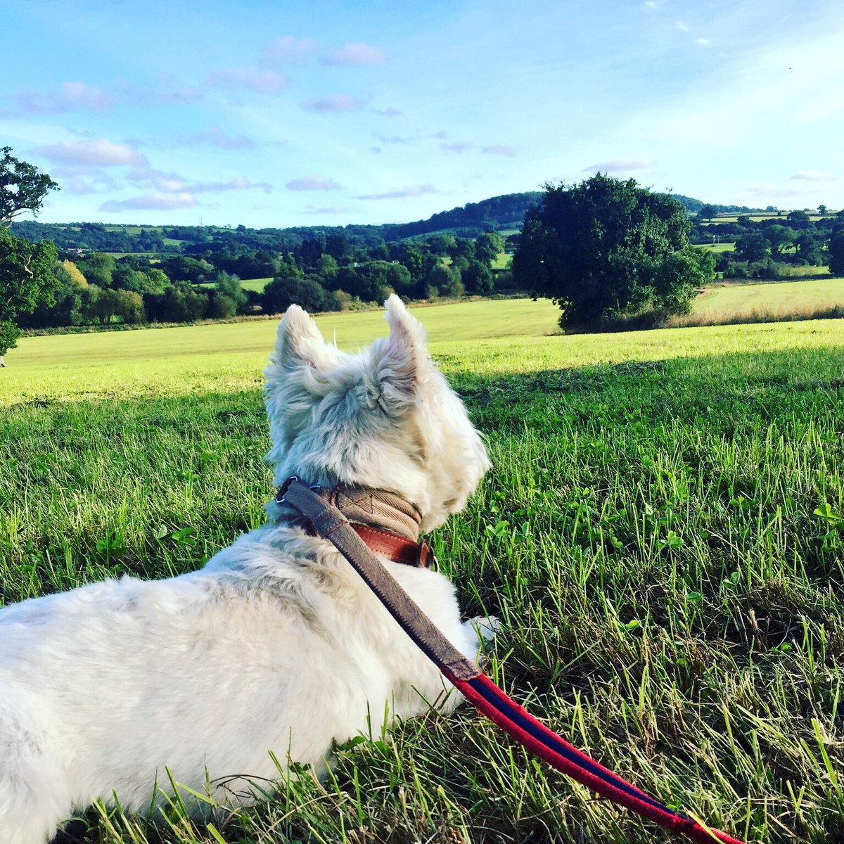 MarkGodfreyMI's tweet image. I Say!! @HugoGodfrey is looking forward to this #summerview #dogfriendly #GoldAwardWinners @ADoggyDayOut @DoggyDevon @Forthglade call to book 0140441266 #mansbestfriend