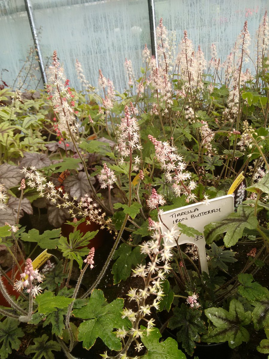 stantongardener's tweet photo. We love Heucheras, Heucherellas and Tiarellas! Great foliage colour and the flowers stand well as cut flowers. Few pics from last year's offering there slightly smaller at present but we have nice selection. 'key lime pie' is my favourite https://t.co/yvn0xituRF