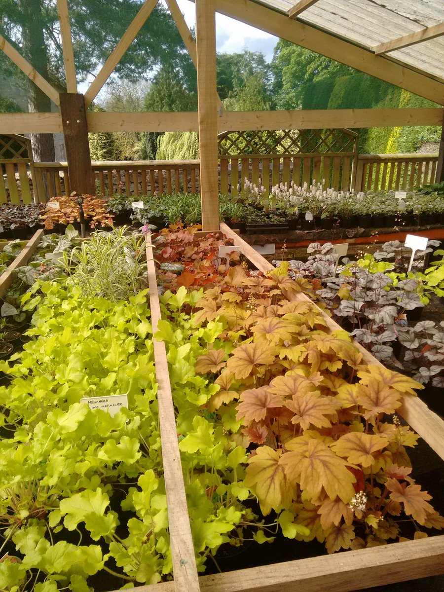 stantongardener's tweet photo. We love Heucheras, Heucherellas and Tiarellas! Great foliage colour and the flowers stand well as cut flowers. Few pics from last year's offering there slightly smaller at present but we have nice selection. 'key lime pie' is my favourite https://t.co/yvn0xituRF