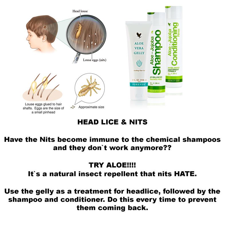 Aloe Vera Products On Twitter Head Lice Eggs Nits Are Hard