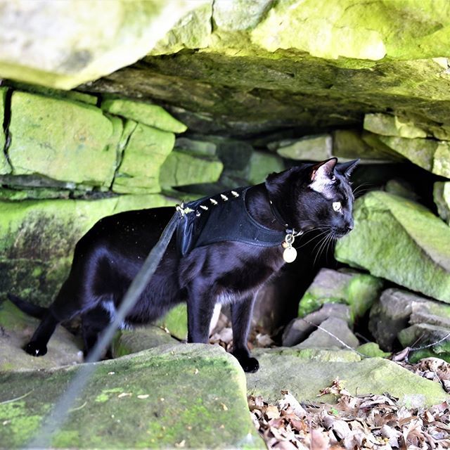 ISiriusBlackCat's tweet photo. I like the view from this cave. Methinks I shall stay awhile and call it home. 
#cat #catsofinstagram #gato #blackcat #blackcats #blackcatsofinstagram #whiskerwednesday #ilovemycat #mycatrules #blackcatsrule #cave #spelunking #adventurecat #backcountrypa… https://t.co/e9OwTEr788 https://t.co/qTHTz4Mnfy