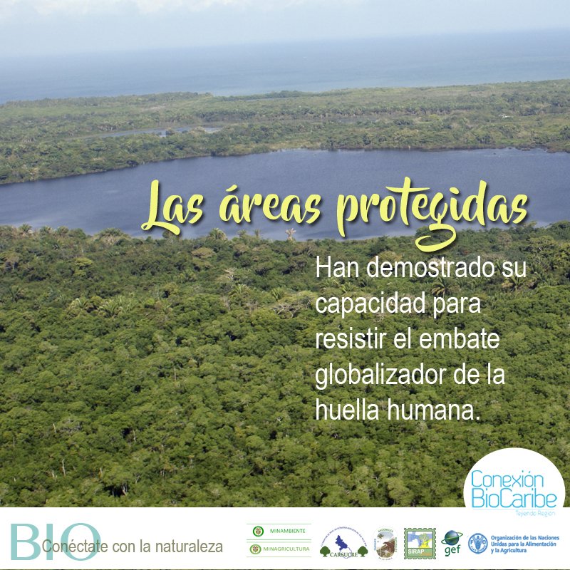 Es dentro de las áreas protegidas nacionales, regionales, municipales y otras reservas donde aún se preserva el estado natural. <a href="/MinAmbienteCo/">MinAmbiente Colombia</a> <a href="/ParquesColombia/">Parques Nacionales Naturales de Colombia</a> <a href="/FAO_Colombia/">FAO Colombia</a>