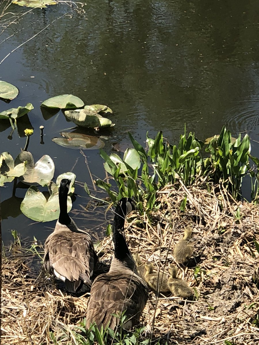 It’s Spring Time and these neighbors are considering getting Dtv installed too. 😂<a href="/IHXpets/">Pets of IHX</a>