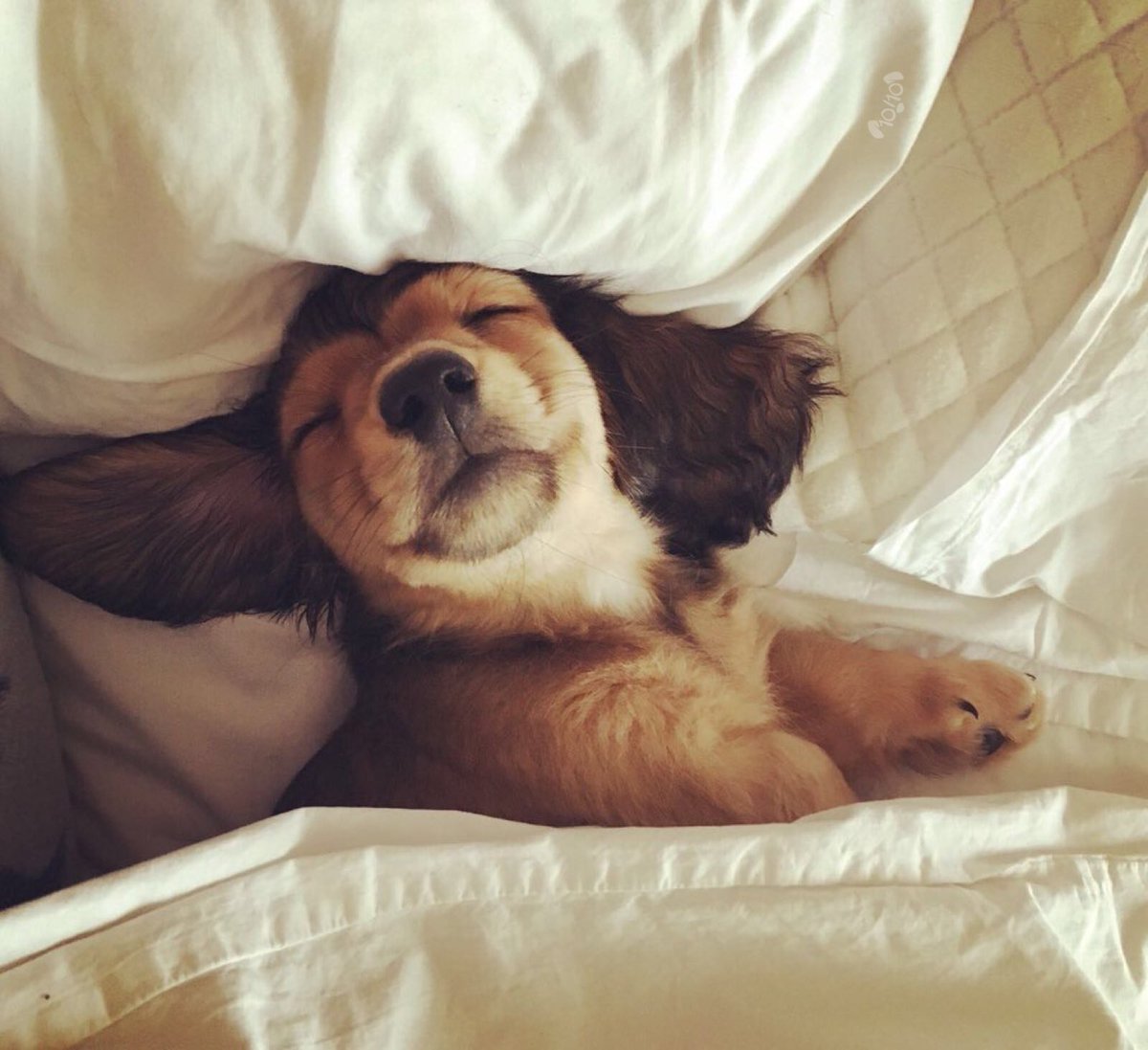 dog_rates's tweet image. This is George. He would puppreciate five more minutes. There is absolutely no shame in an extended snoozle. 12/10 would snug