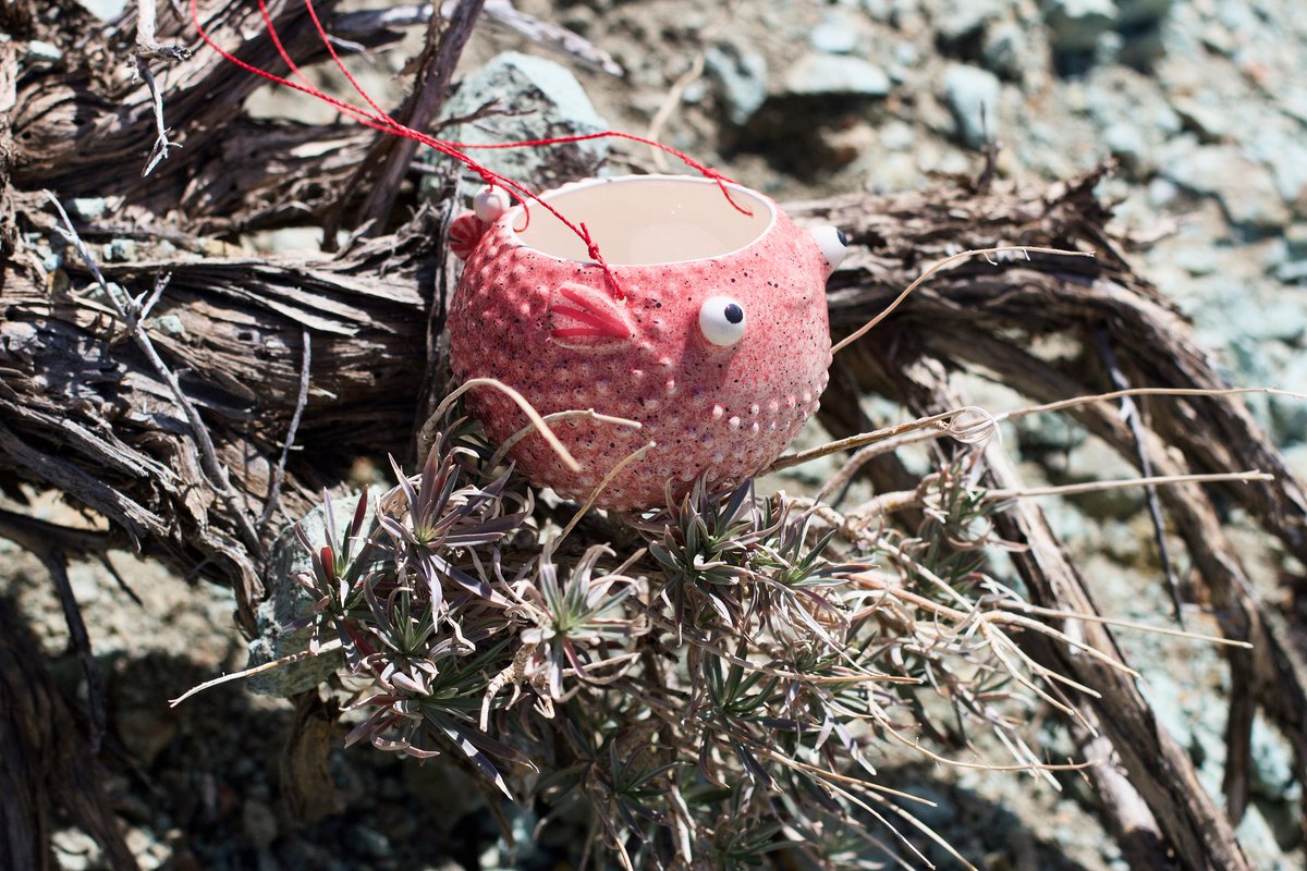 DaidaSugar's tweet photo. Fugu aventurero. 🐡
Minimaceta de #cerámica #BloodyLulies #hechaamano y #sinmolde disfrutando del día en #ElTeide.
#Fugu #pezglobo #tamboril #Tenerife #nature https://t.co/jVXtwo8HRF