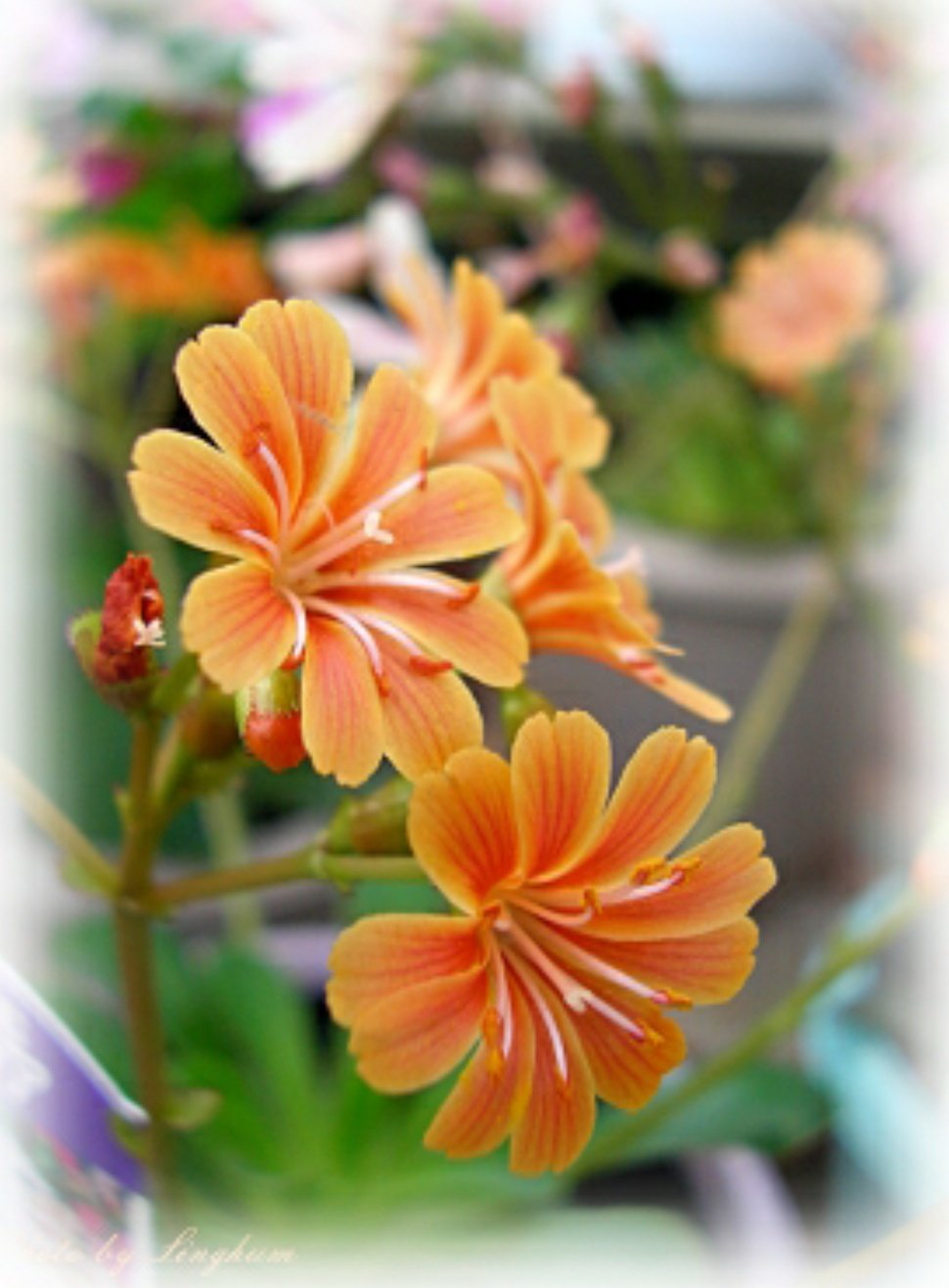 توییتر きみちゃ در توییتر 心の庭で育むレウィシア 花言葉 熱い想い オレンジの花が目に入った瞬間 僕達の庭園 誰が守るの がでてきてもうダメだったのに そんなんずるいわ T Co Ltelkthj3f