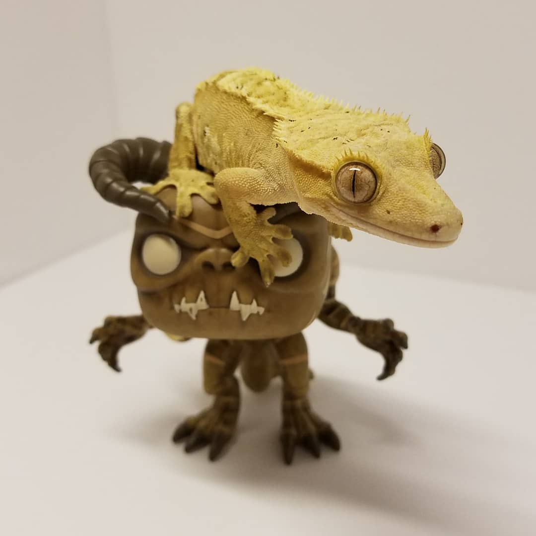 crested gecko plush