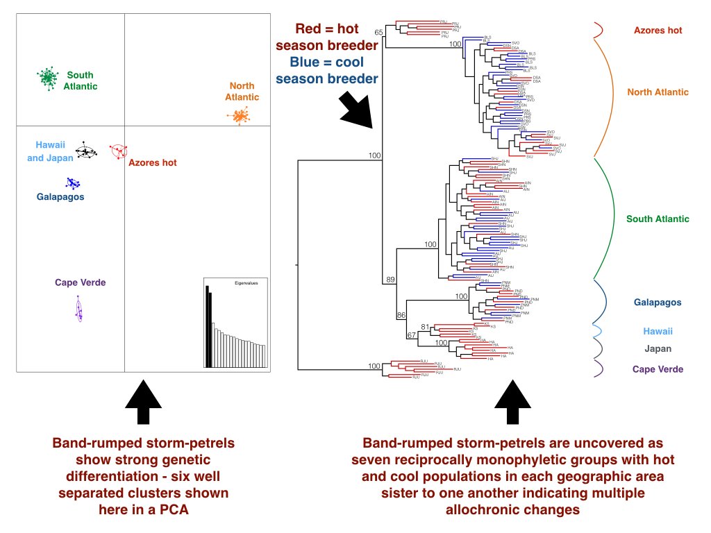 BeckySTaylor's tweet photo. 3/4 In BRSP, using ddRADseq next-gen sequencing, we found seven reciprocally monophyletic groups indicating multiple cryptic species. We also found evidence for multiple breeding time (allochronic) changes across the phylogeny #WSTC4 #Gentcs https://t.co/rgJBQnuQvM