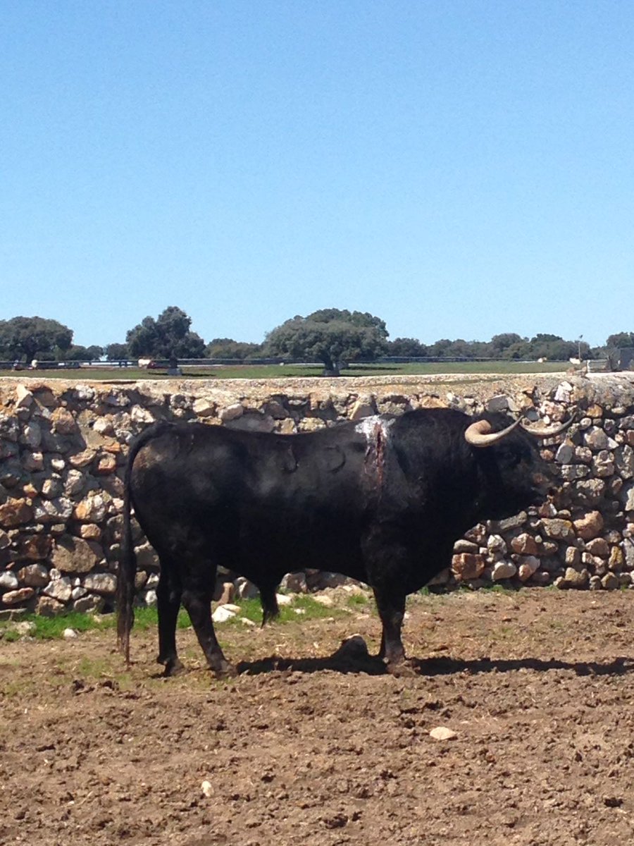 Mundotorocom's tweet photo. 📸👉'Orgullito', en perfecto estado #Fotografias Así se recupera en el campo el Garcigrande indultado por El Juli en Sevilla  https://t.co/wR1qoEj9Uh https://t.co/xpYcGEIVay