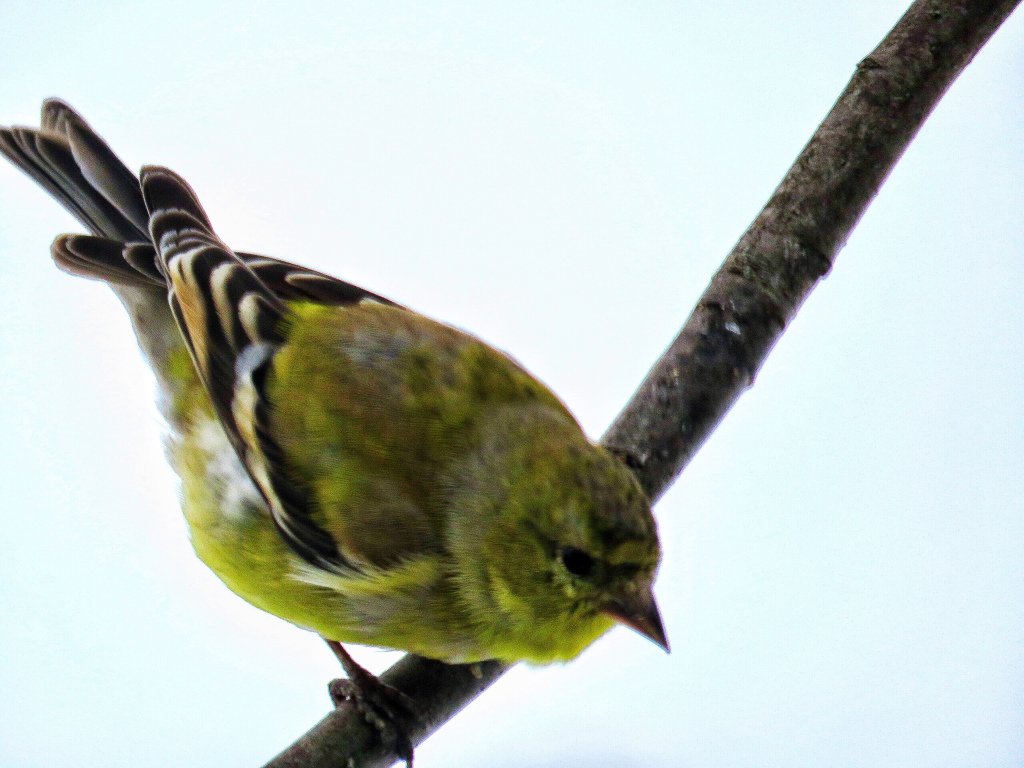 mikulichj's tweet photo. Showing Goldfinches more love. #birdyourworld #yearofthebird https://t.co/rBjdyhm5gI https://t.co/cwPVfKgoH5