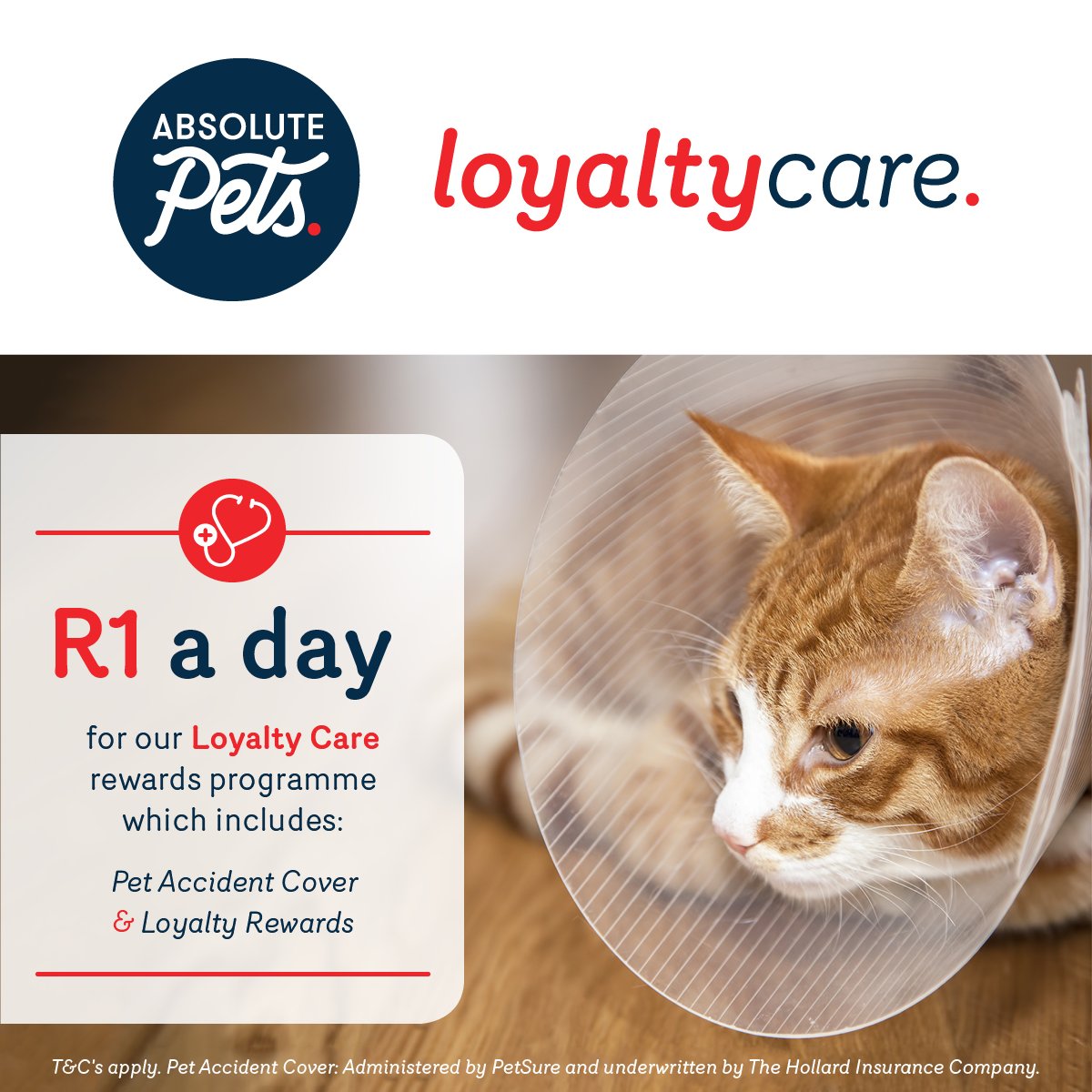 Absolute Pets tweet media
