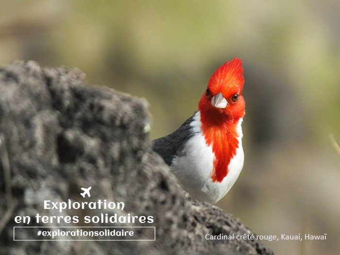 Clownath's tweet photo. L'organisation @villagemonde permet de s'enligner vers un tourisme chez l'habitant permettant ainsi de préserver notre bel environnement de nouvelles constructions. Découvrez ma vidéo pour les bourses #explorationsolidaire et votez : https://t.co/fVJ8AC7P1X #villagemonde #vaolo https://t.co/vdU1QcW8ke