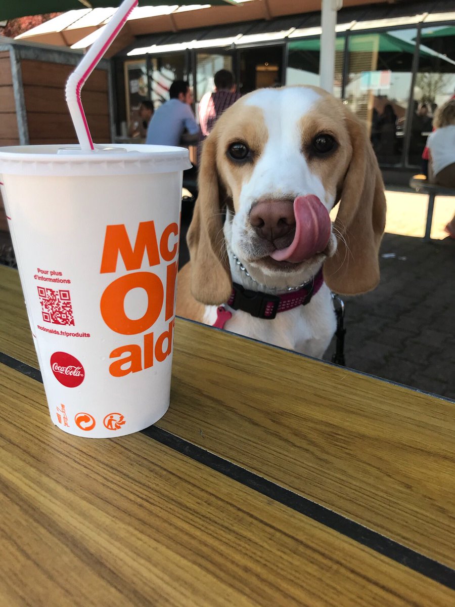 Microbelpb's tweet photo. Petite journée avec Tomo ! ❤️🐶
Woaf. https://t.co/d6YPbxTlyH
