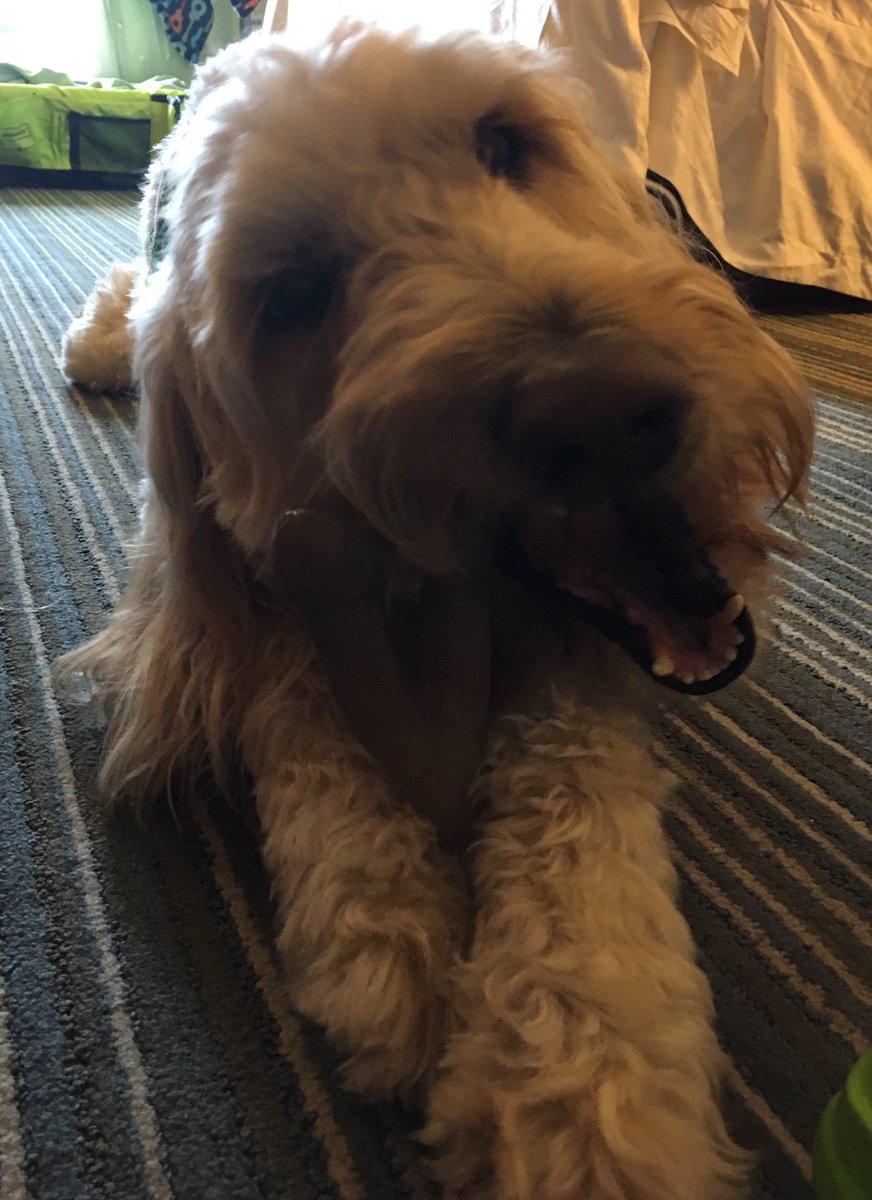 GDUTeam's tweet photo. Riddle Found this giant bone in his #BlogPaws  swag bag!    Thanks @chewlumabone, he made a few more for the rest of the week! https://t.co/KkWYAfyKgt