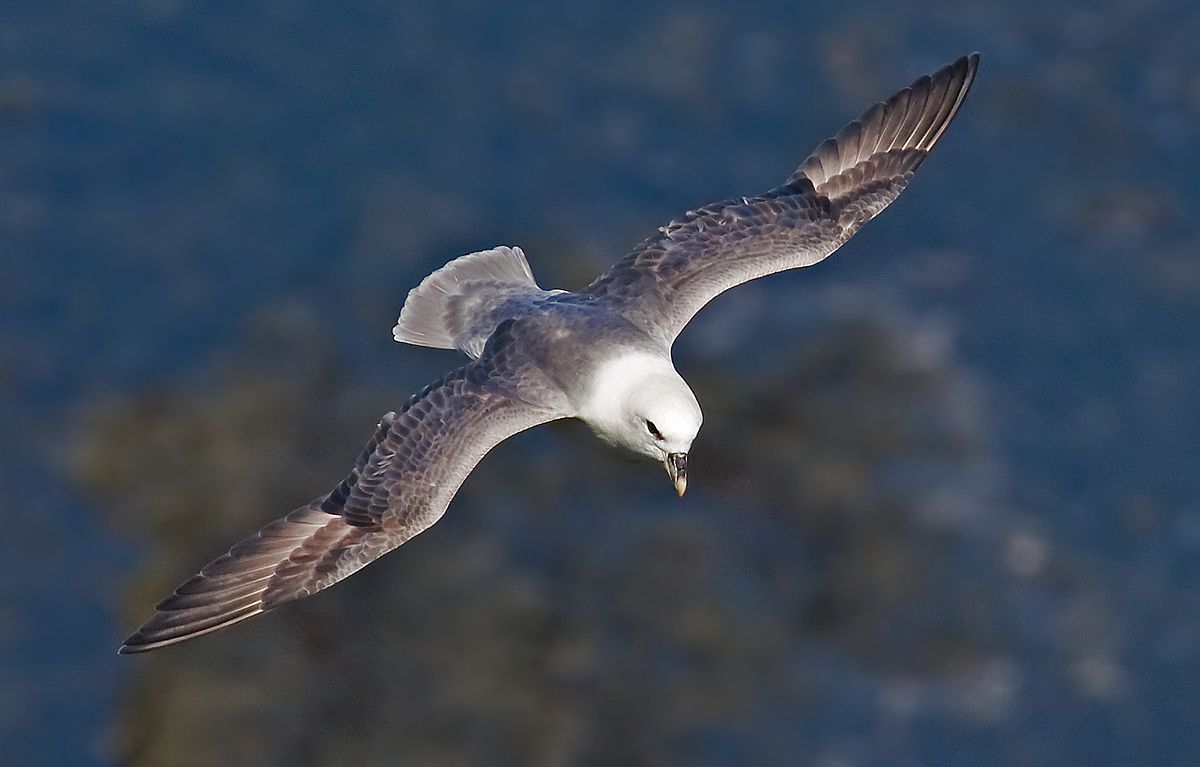 ECamprasse's tweet photo. @LilaMayaCN is now going to chat to us about the population genetic differentiation in another gorgeous seabird, the northern fulmar (photo: Andreas Trepte)! Tweet when you ready Lila! #WSTC4 #Gentcs https://t.co/H9nLayqsMt