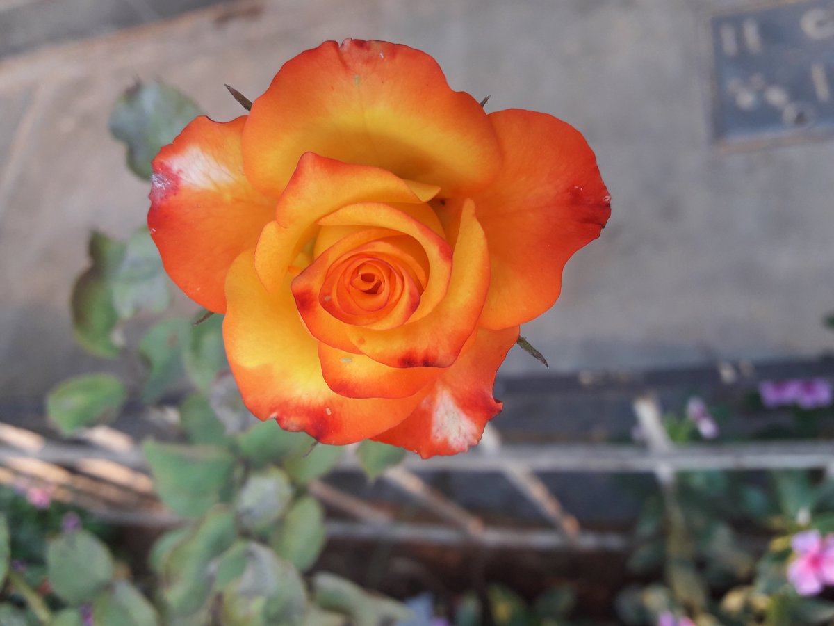 sanycuarez's tweet photo. #Roses 😍😍😍 https://t.co/CPkAOyGWxN