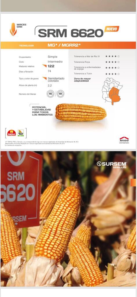 #NuestraGenetica nuevos híbridos de #maiz de @SURSEM_SEMILLAS