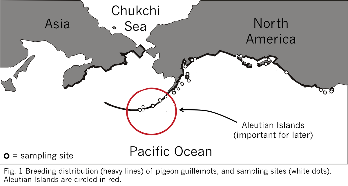 BronwynHarkness's tweet photo. 2 #WSTC4 #Gentcs We analysed variation in the mitochondrial control region (MCR) and six nuclear markers for 202 pigeon guillemots from 11 sites to assess genetic differentiation and to test whether differentiation has arisen as a result of historical or contemporary processes. https://t.co/786NAVKAtX