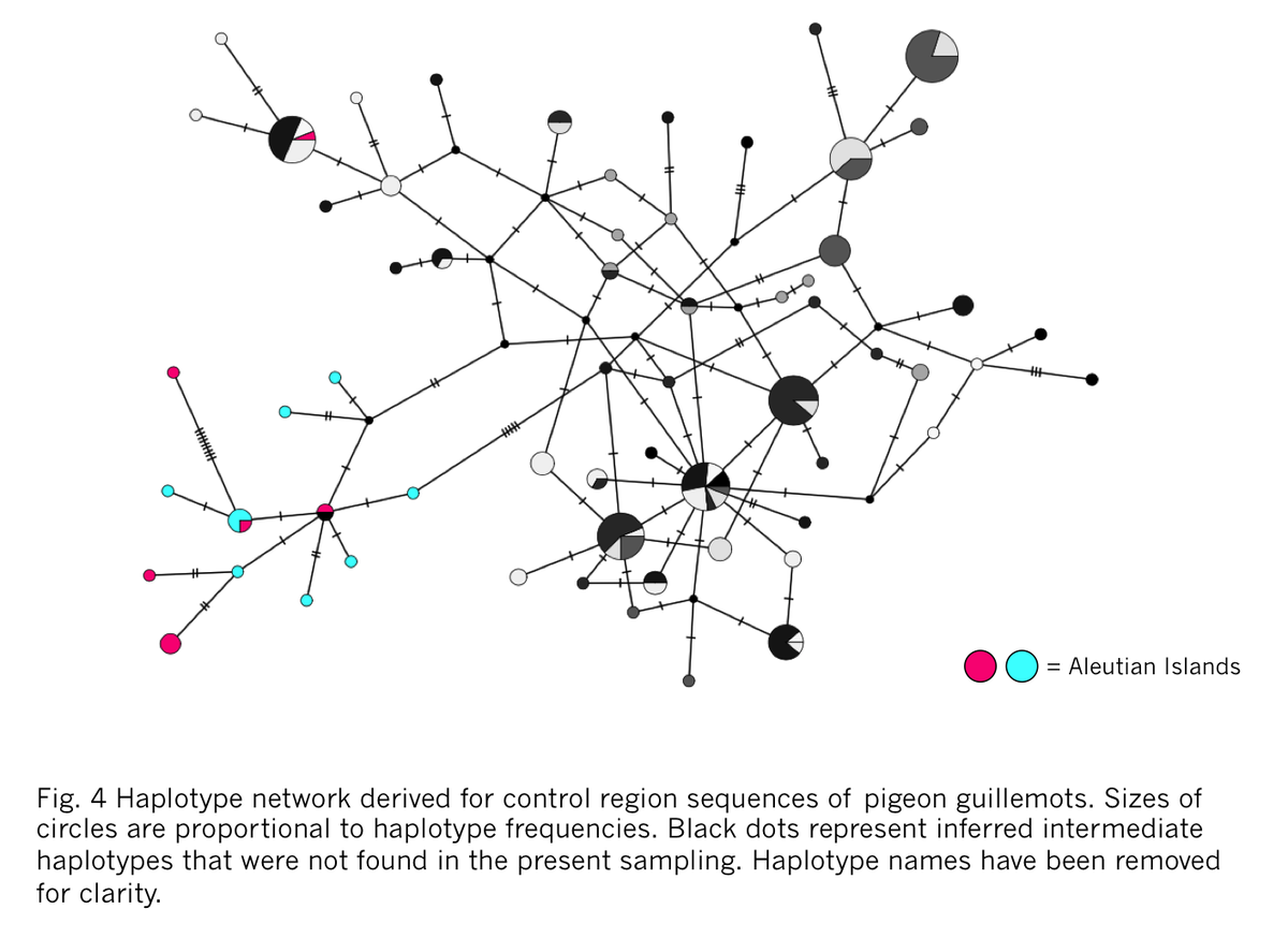 BronwynHarkness's tweet photo. 3 #WSTC4 #Gentcs We found significant genetic differentiation between populations, which followed a pattern of isolation by distance. Phylogenetic analyses showed a major genetic disjunction between Aleutian Islands and mainland populations. https://t.co/DRCWe5uQBd