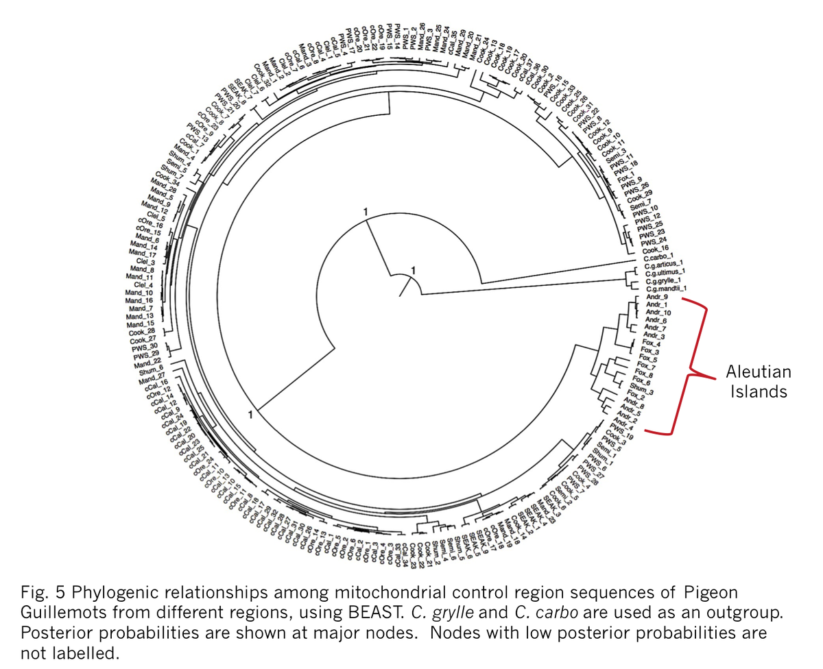 BronwynHarkness's tweet photo. 3 #WSTC4 #Gentcs We found significant genetic differentiation between populations, which followed a pattern of isolation by distance. Phylogenetic analyses showed a major genetic disjunction between Aleutian Islands and mainland populations. https://t.co/DRCWe5uQBd