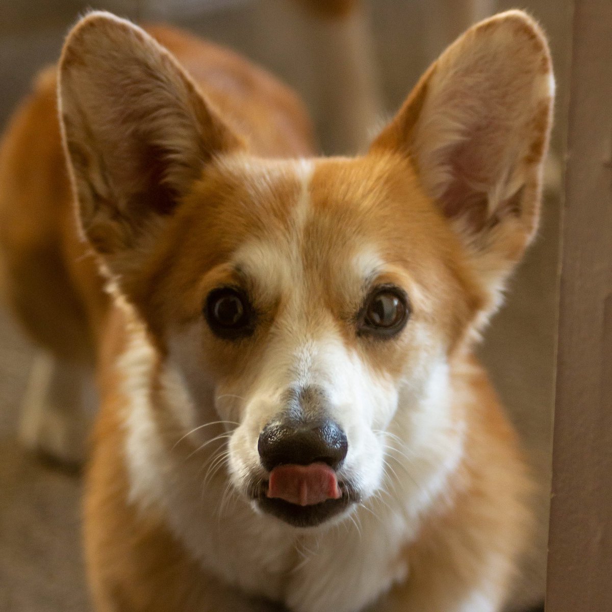 CorgiTrouble's tweet image. 