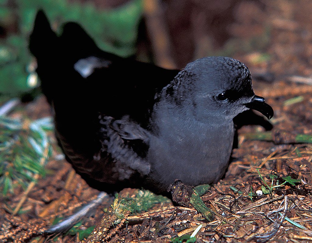 ECamprasse's tweet photo. Last but not least for the #WSTC4 #Gentcs, @KatieB314 is going to talk about the use of genetics in Leach’s storm petrel to inform conservation. Go when you are ready @KatieB314 https://t.co/c2jUCqAAWm