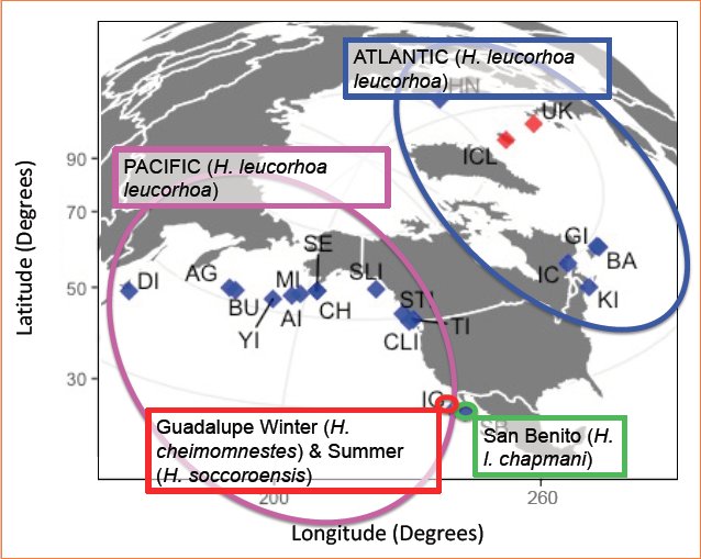 KatieB314's tweet photo. 1/4 #WSTC4 #Gentcs Measuring population connectivity is important for #conservation management of species, such as Leach’s Storm-petrel. LSPs declined by >30% over 3 generations. Currently LSPs consist of 3 species and 2 subspecies, with 2/3 species breeding on Guadalupe, Mexico https://t.co/4tCFAmzDJ0