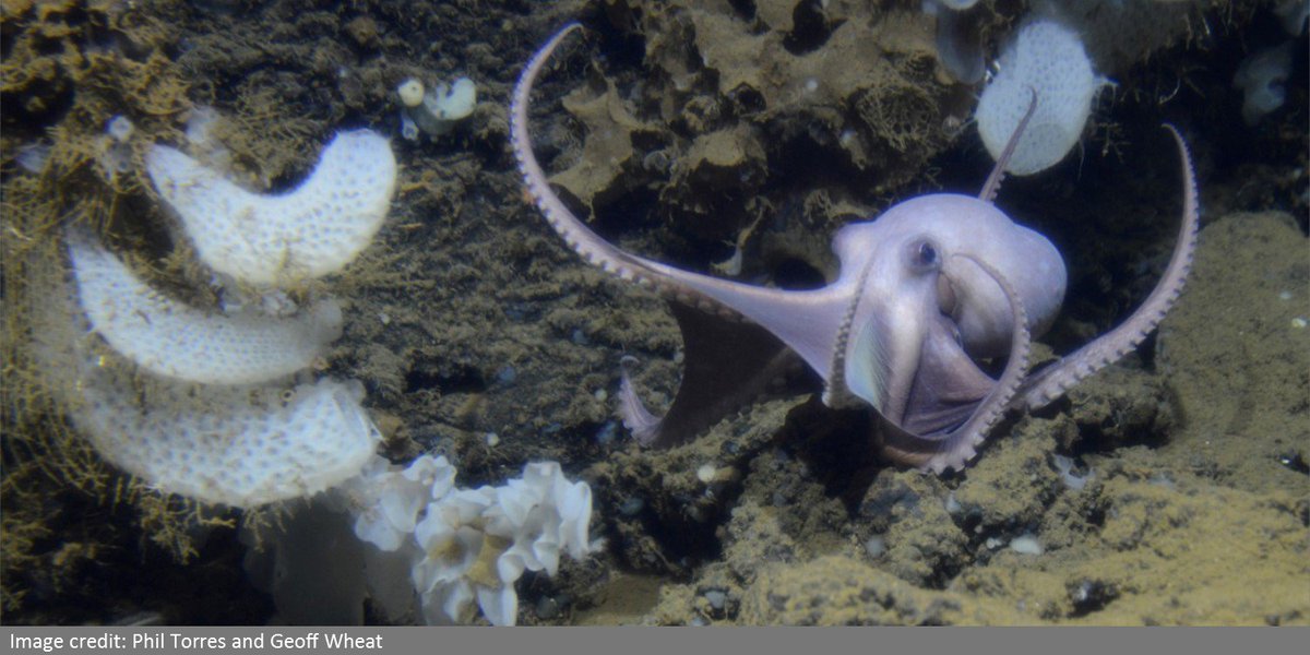 Bottom of the ocean is more alien than the surface of the moon -- learn how a previously unknown species of octopus just proved that to be true: bit.ly/2qFRrh7 #NSFfunded