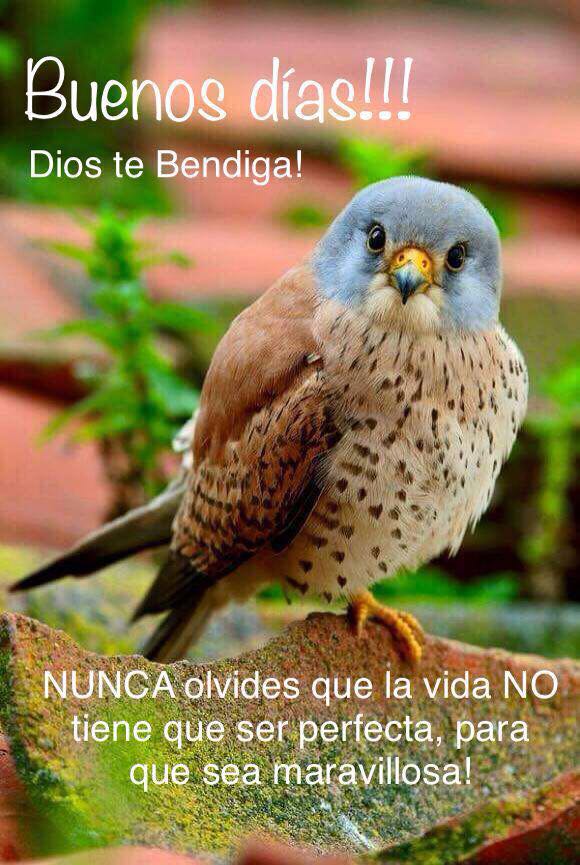 MARCO JACOBO (la araña) tweet media